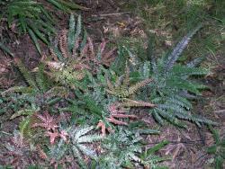 Adiantum hispidulum. Fronds growing terrestrially, with immature fronds tinged pink.
 Image: L.R. Perrie © Leon Perrie CC BY-NC 3.0 NZ